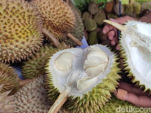 Si Mentega dan Si Roti, Jenis Durian Kalijaya yang Manis dari Ciamis Si Mentega dan Si Roti, Jenis Durian Kalijaya yang Manis dari Ciamis