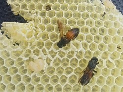 Ketika Allah Memberikan Wahyu pada Lebah