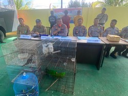 Polisi Gagalkan Penyelundupan 10 Satwa Liar di Sorong, 3 Pelaku Ditangkap