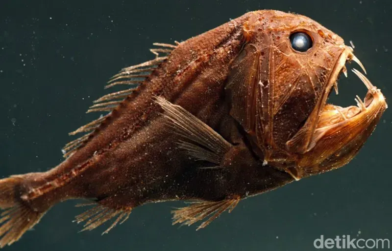 makhluk mengerikan titanic