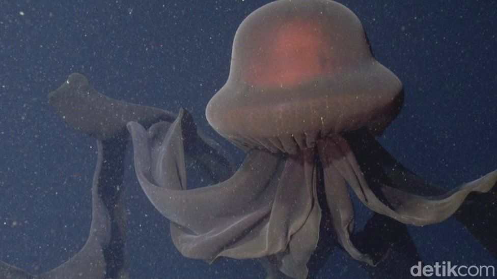 makhluk mengerikan titanic