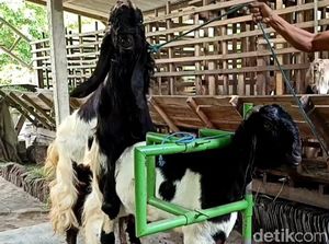 Buka Jasa Kawin Kambing, Eks Kuli Bangunan Blitar Raup Puluhan Juta Rupiah Buka Jasa Kawin Kambing, Eks Kuli Bangunan Blitar Raup Puluhan Juta Rupiah