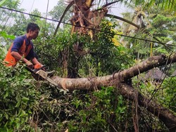 Beringin Timpa Palinggih-Kabel PLN di Tabanan