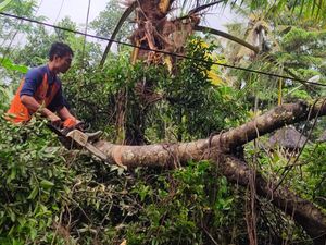 Beringin Timpa Palinggih-Kabel PLN di Tabanan Beringin Timpa Palinggih-Kabel PLN di Tabanan