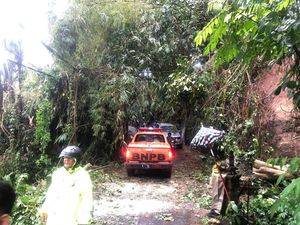 Hujan Deras Guyur Bali, Pohon Tumbang di Berbagai Wilayah