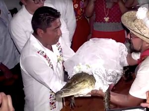 Walkot Hugo Mengawini Buaya Dua Kali Agar Rakyat Sejahtera Walkot Hugo Mengawini Buaya Dua Kali Agar Rakyat Sejahtera