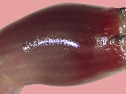 Cacing Darah Bergigi Logam Terlihat Jinak Padahal Berbahaya