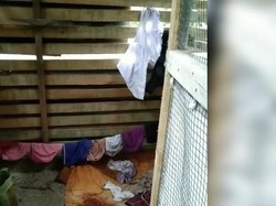 Emak-emak di Asahan Temukan Banyak Celana Dalam Wanita di Kandang Ayam