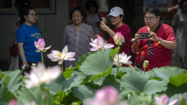 Bunga Teratai Bermekaran di China jadi Buruan Wisatawan