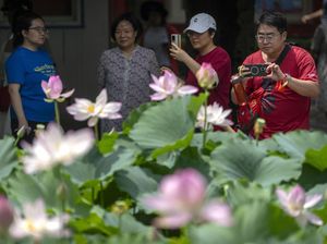 Bunga Teratai Bermekaran di China jadi Buruan Wisatawan