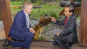 Momen Jokowi Bercengkerama dengan Harimau Sumatera di Australia