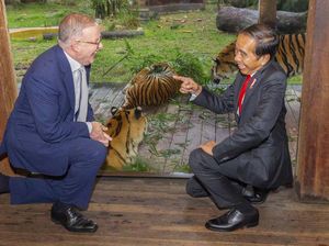 Momen Jokowi Bercengkerama dengan Harimau Sumatera di Australia