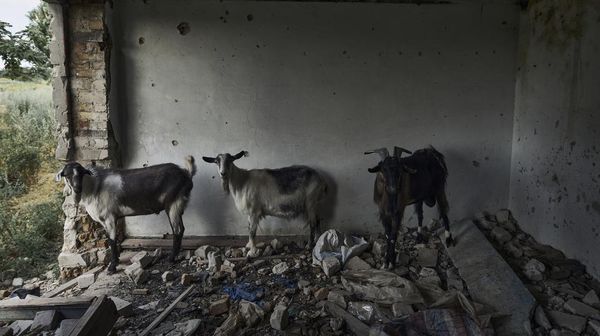 Potret Pilu Kambing-kambing Tinggal di Reruntuhan Perang Rusia-Ukraina