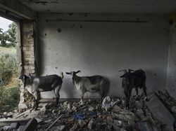 Potret Pilu Kambing-kambing Tinggal di Reruntuhan Perang Rusia-Ukraina