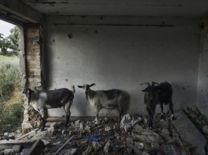 Potret Pilu Kambing-kambing Tinggal di Reruntuhan Perang Rusia-Ukraina