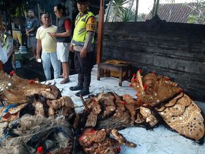 Kebakaran Merajan di Ubud Hanguskan Barong Ket, Kerugian Rp 700 Juta Kebakaran Merajan di Ubud Hanguskan Barong Ket, Kerugian Rp 700 Juta
