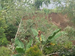 Kebun Cengkih Siap Panen Setinggi 25 Meter di Nganjuk Longsor