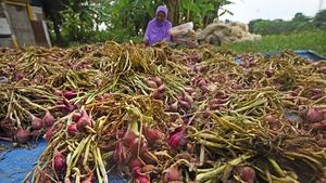 Panen Bawang Merah di Banten Stabil