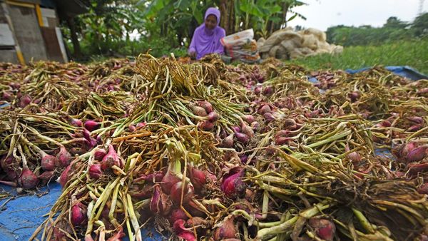 Panen Bawang Merah di Banten Stabil