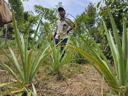 Kementan Dorong Kabupaten Bulungan Jadi Penghasil Pisang & Nasas
