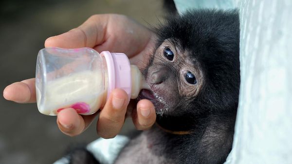Potret Bayi Siamang Saat Dirawat di Kebun Binatang Jambi