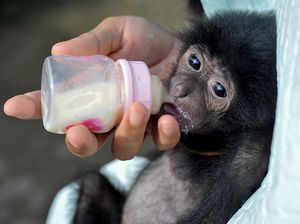 Potret Bayi Siamang Saat Dirawat di Kebun Binatang Jambi