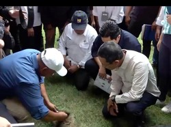 Kekurangan Rumput JIS Menurut Ahli: Cepat Berlumut-Banyak Rumput Liar