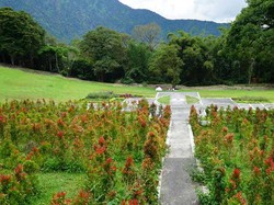 Nggak Perlu Ribet! Kebun Raya Bali Ada Paket Piknik-Barbeku, Segini Harganya