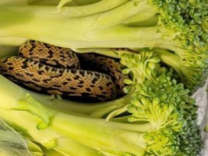 Kejutan Mengerikan dalam Sepotong Brokoli