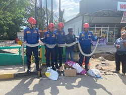 Ngeri! 3 Ekor Piton dan 28 Telurnya Bersarang di Proyek Drainase Bontang