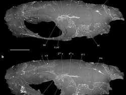 Tengkorak Fosil Ikan Berusia 319 Juta Tahun Ditemukan