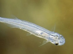 Ngilu! Ikan Masuk ke Saluran Kencing dan Hisap Darah Manusia