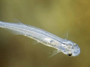 Ngilu! Ikan Masuk ke Saluran Kencing dan Hisap Darah Manusia Ngilu! Ikan Masuk ke Saluran Kencing dan Hisap Darah Manusia