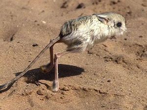 Hewan Ini Punya Telinga Terbesar, Berukuran Separuh Panjang Tubuh