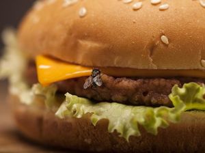 Makanan Sudah Dihinggapi Lalat, Apakah Masih Aman Dimakan?