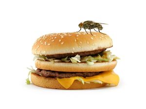 5 Cara Usir Lalat yang Muncul di Sekitar Makanan dan Dapur 5 Cara Usir Lalat yang Muncul di Sekitar Makanan dan Dapur
