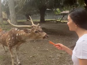 8 Potret Rumah Keluarga Raline Shah di Medan, Mewah Ada Kebun Binatang 8 Potret Rumah Keluarga Raline Shah di Medan, Mewah Ada Kebun Binatang