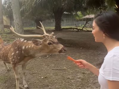 8 Potret Rumah Keluarga Raline Shah di Medan, Mewah Ada Kebun Binatang