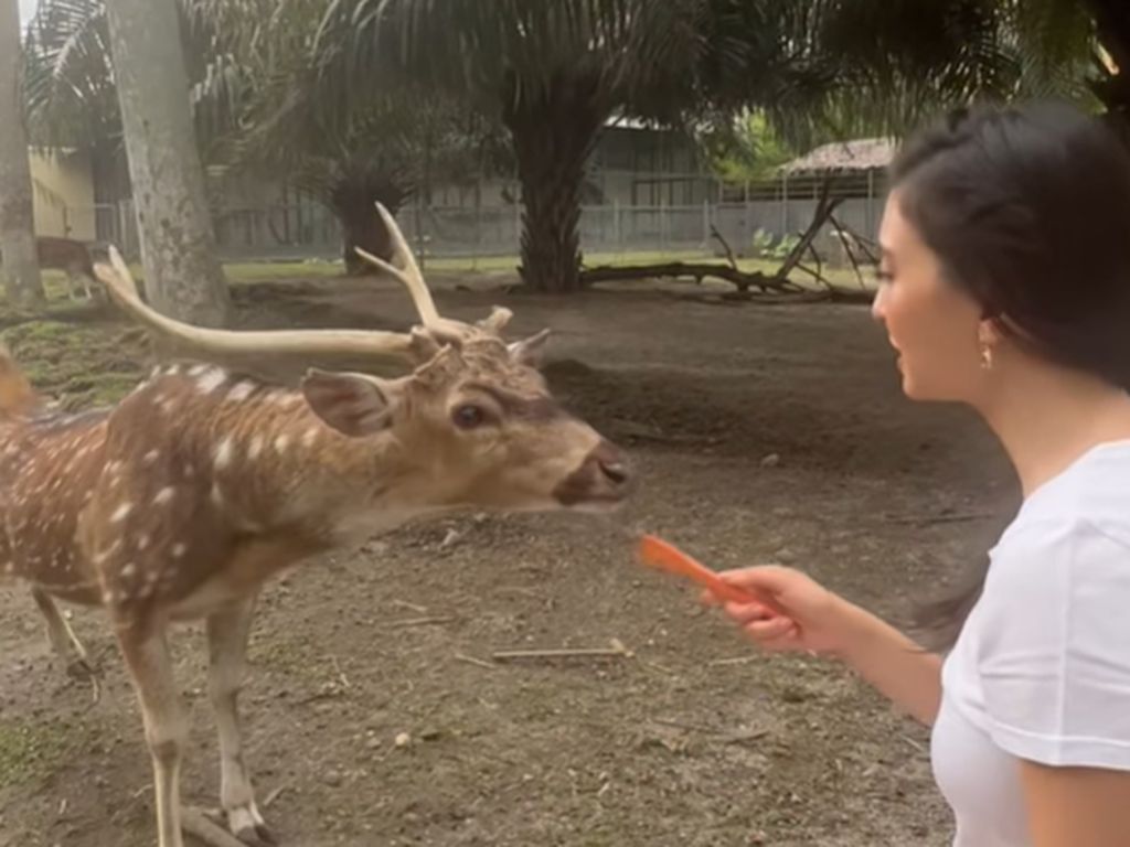 8 Potret Rumah Keluarga Raline Shah di Medan, Mewah Ada Kebun Binatang 8 Potret Rumah Keluarga Raline Shah di Medan, Mewah Ada Kebun Binatang