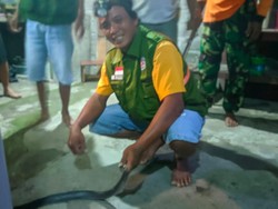 Ngeri! Ular Kobra Jawa Ngumpet di Kamar Mandi Warga Cawas Klaten