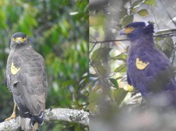 2 Ekor Elang Ular Bido Dilepasliarkan di Cagar Alam Gunung Tilu