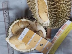 Durian Klamunod,  Harga Satu Kilonya Rp 1,5 Juta