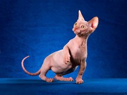 13 Jenis Kucing Langka, Hewan Peliharaan yang Mahal!