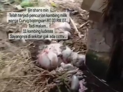 11 Ekor Kambing di Depok Dijagal Pencuri, Tersisa Tinggal Jeroan