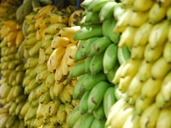 Pisang Super Ciptaan Ilmuwan Ini Diklaim Bisa Selamatkan Jutaan Nyawa