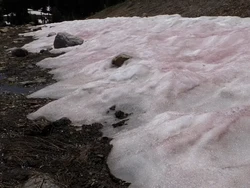 Warna Salju di Pegunungan AS Ini Warnanya Pink, Kok Bisa?