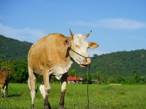 RI Kini Buka Pintu Impor Sapi dari India, Brasil dan Afsel RI Kini Buka Pintu Impor Sapi dari India, Brasil dan Afsel