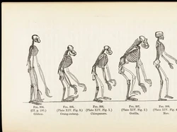 Kenapa Manusia dan Kera Tidak Punya Ekor Seperti Monyet? Ini Penjelasannya