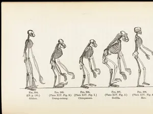 Kalau Teori Evolusi Darwin Benar, Kok Masih Ada Monyet? Kalau Teori Evolusi Darwin Benar, Kok Masih Ada Monyet?