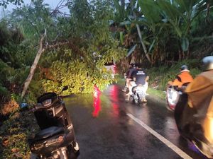 Hujan Deras di Klungkung, Pohon-Tiang Listrik Bertumbangan Hujan Deras di Klungkung, Pohon-Tiang Listrik Bertumbangan
